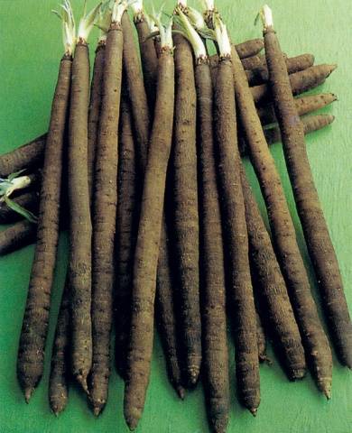 Varieties of black carrots