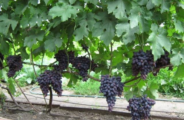 Varieties of black grapes alphabetically