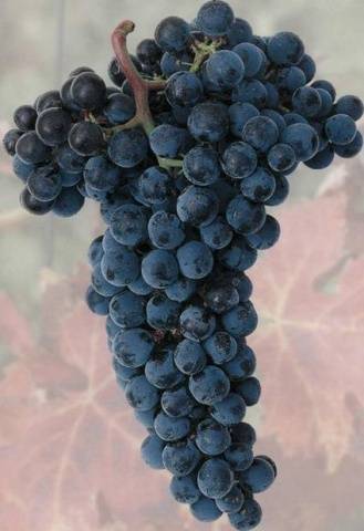 Varieties of black grapes alphabetically