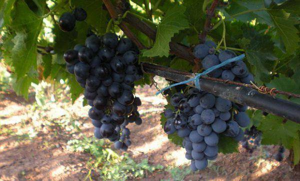 Varieties of black grapes alphabetically