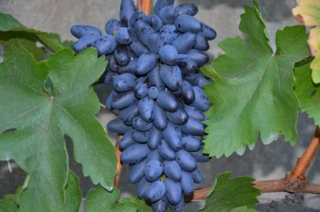 Varieties of black grapes alphabetically