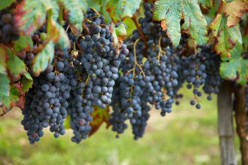 Varieties of black grapes alphabetically