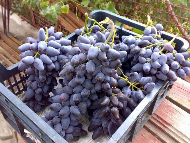 Varieties of black grapes alphabetically