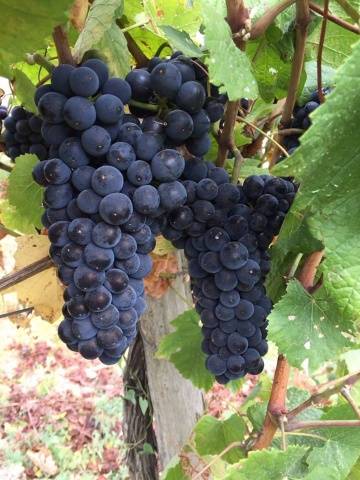 Varieties of black grapes alphabetically