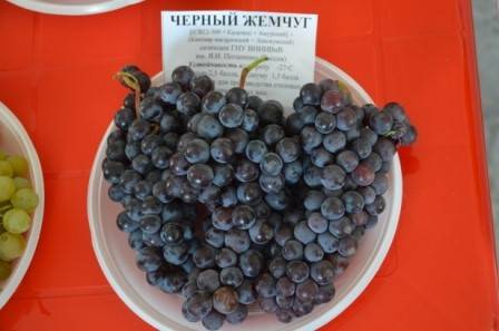 Varieties of black grapes alphabetically