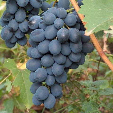 Varieties of black grapes alphabetically