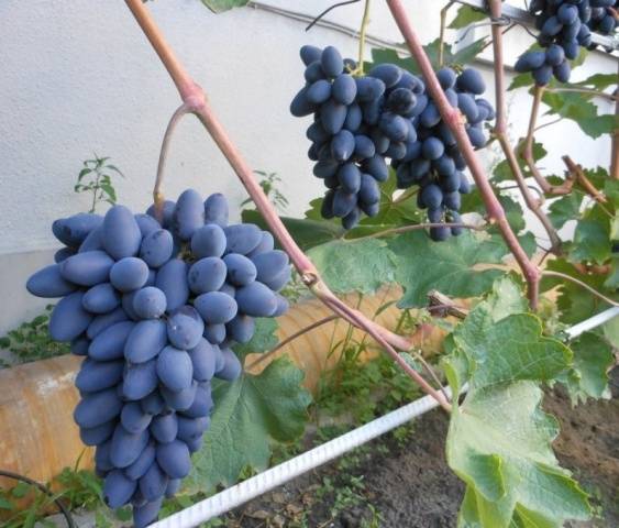 Varieties of black grapes alphabetically