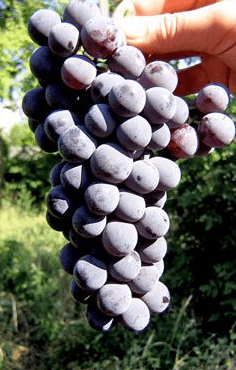 Varieties of black grapes alphabetically