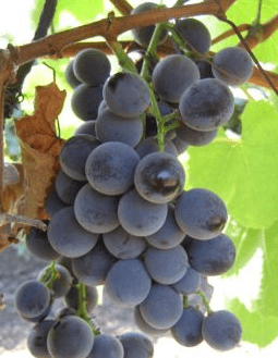 Varieties of black grapes alphabetically