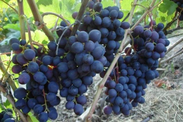 Varieties of black grapes alphabetically