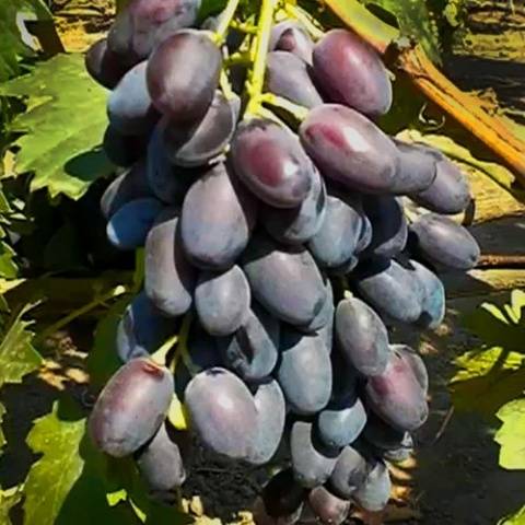 Varieties of black grapes alphabetically