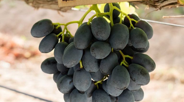 Varieties of black grapes alphabetically