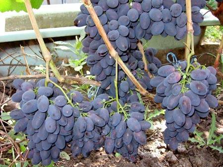 Varieties of black grapes alphabetically