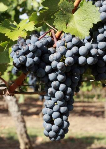 Varieties of black grapes alphabetically