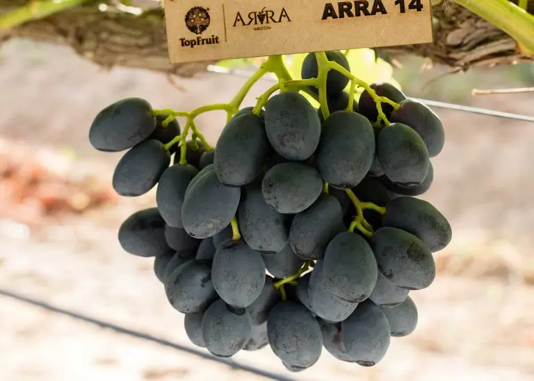 Varieties of black grapes alphabetically