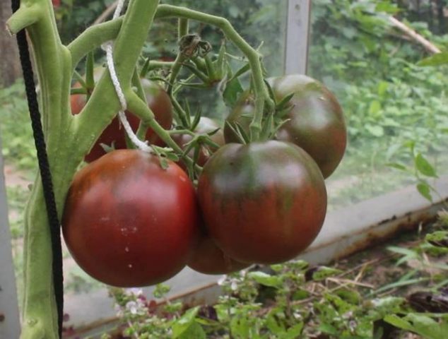 Varieties of black tomatoes with photos and descriptions