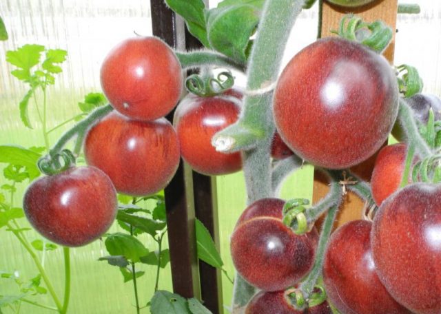 Varieties of black tomatoes with photos and descriptions