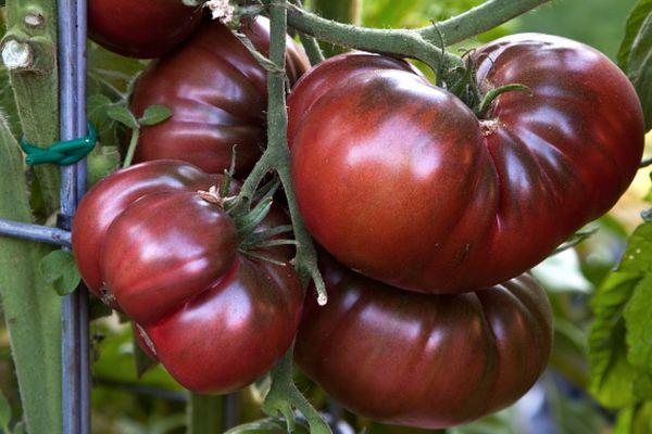 Varieties of black tomatoes with photos and descriptions