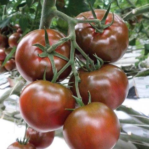 Varieties of black tomatoes with photos and descriptions