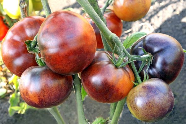 Varieties of black tomatoes with photos and descriptions