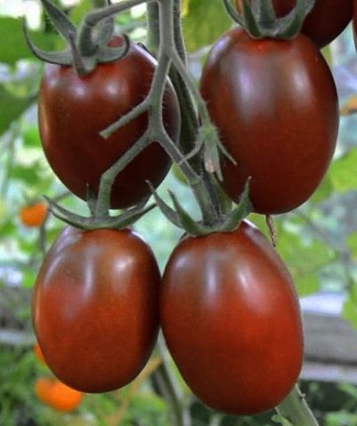 Varieties of black tomatoes with photos and descriptions