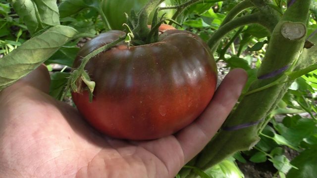 Varieties of black tomatoes with photos and descriptions