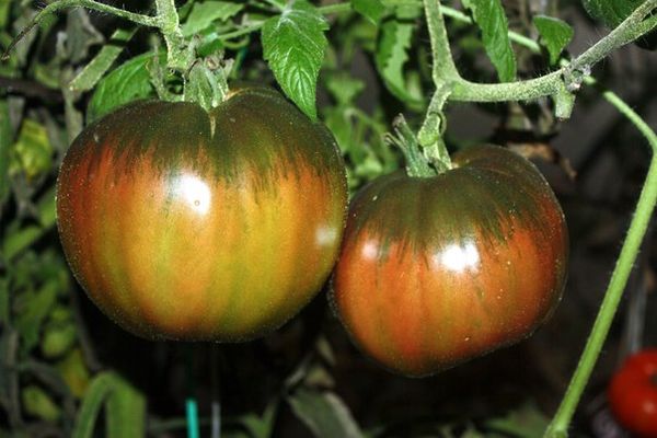 Varieties of black tomatoes with photos and descriptions