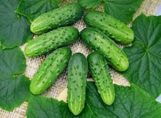 Varieties of bush self-pollinated cucumbers