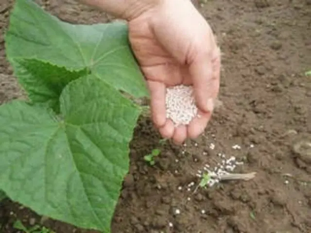 Varieties of bush self-pollinated cucumbers