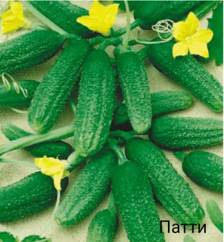 Varieties of bush self-pollinated cucumbers