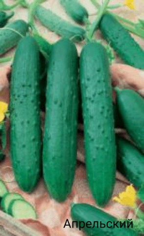 Varieties of bush self-pollinated cucumbers