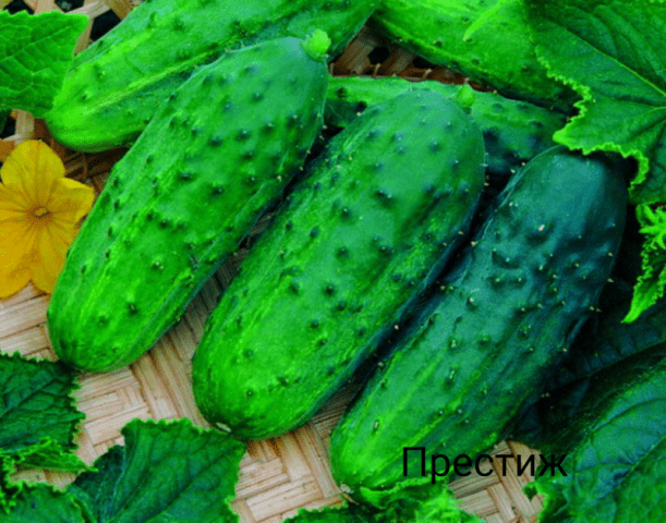 Varieties of bush self-pollinated cucumbers