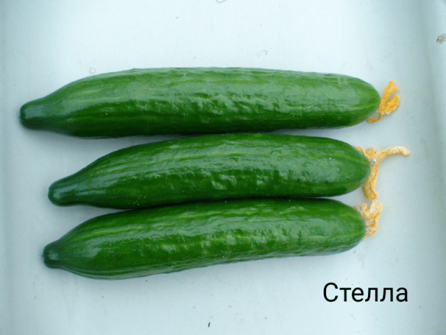 Varieties of bush self-pollinated cucumbers