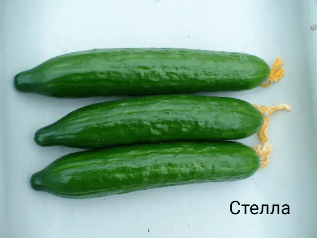 Varieties of bush self-pollinated cucumbers