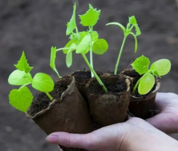 Varieties of bush self-pollinated cucumbers