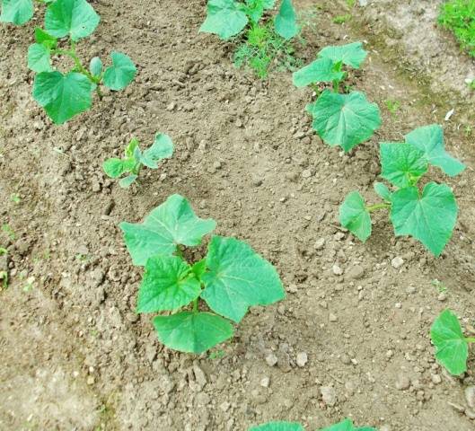 Varieties of bush self-pollinated cucumbers