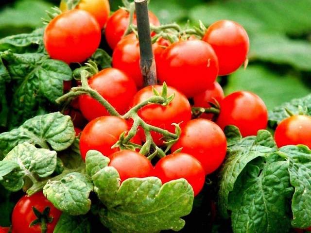 Varieties of carpal tomatoes for open ground 