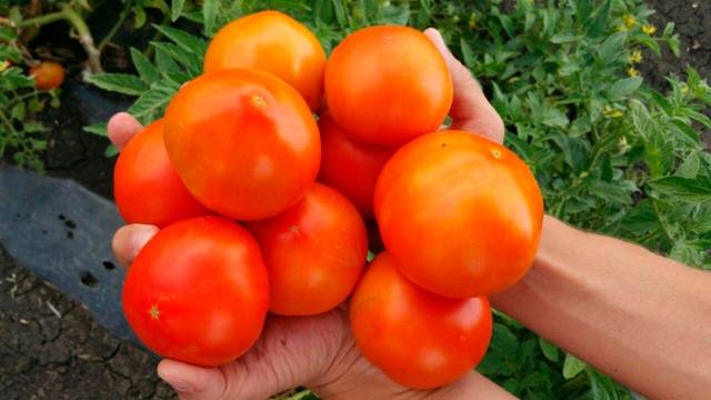 Varieties of carpal tomatoes for open ground 