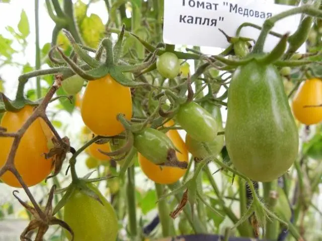 Varieties of carpal tomatoes for open ground 