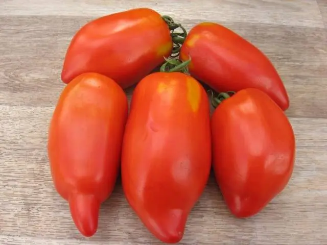 Varieties of carpal tomatoes for open ground 