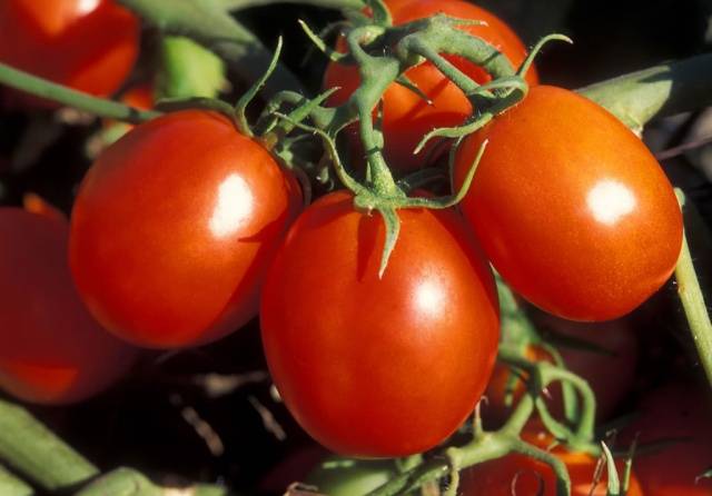 Varieties of carpal tomatoes for open ground 