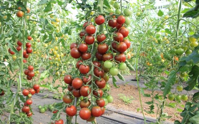 Varieties of carpal tomatoes for open ground 