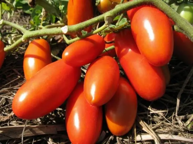 Varieties of carpal tomatoes for open ground 