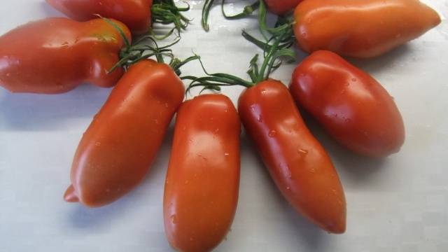 Varieties of carpal tomatoes for open ground 