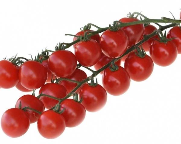 Varieties of carpal tomatoes for open ground 