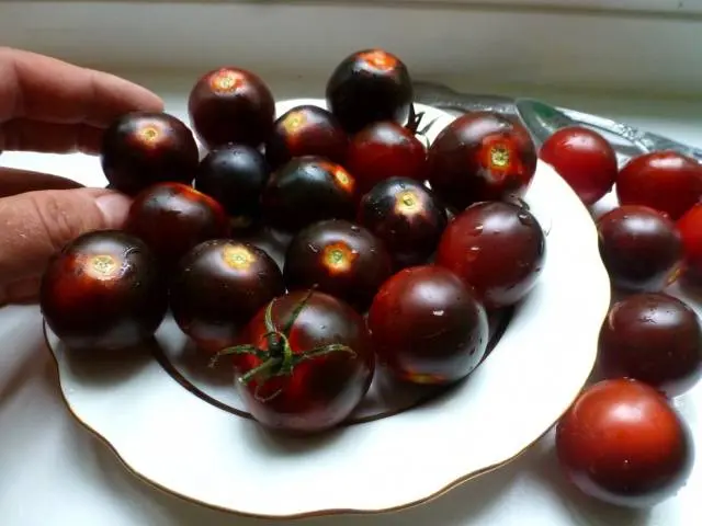 Varieties of carpal tomatoes for open ground 