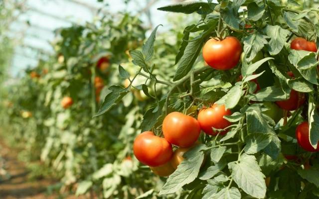 Varieties of carpal tomatoes for open ground 