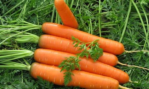 Varieties of carrots by maturity