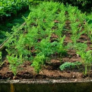 Varieties of carrots by maturity