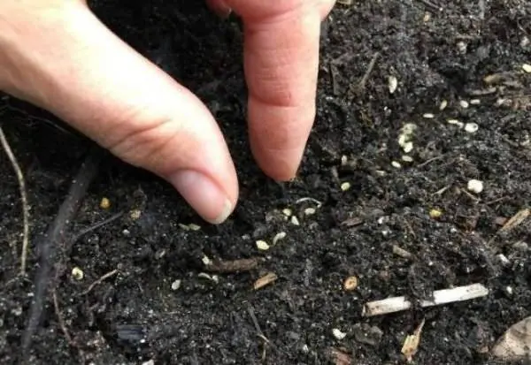 Varieties of carrots by maturity